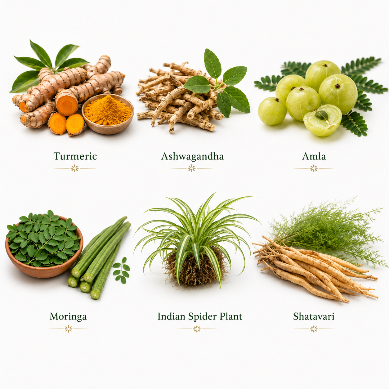 Pparam Veda Indian Botanical herbal products and sourcing